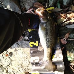 ミドストで１本